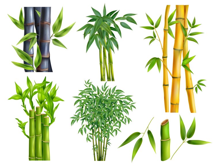 Free Vector realistic bamboo icon set six kinds of different bamboos with and without leaves and in different colors vector illustration