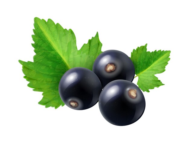 Realistic berries composition with isolated image of blackcurrant with ripe leaves on blank background vector illustration