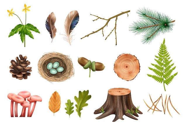 Реалистичный ботанический деревянный лес с изолированными иконами конусов и цветов с векторной иллюстрацией листьев и грибов