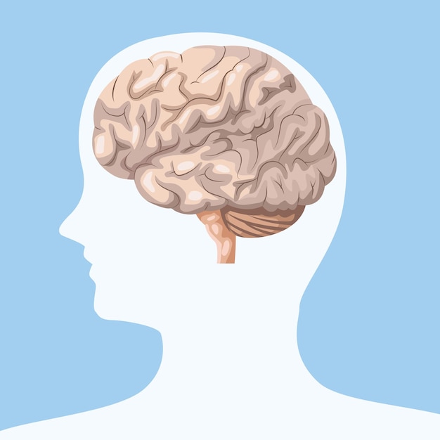 realistic brain human organ poster