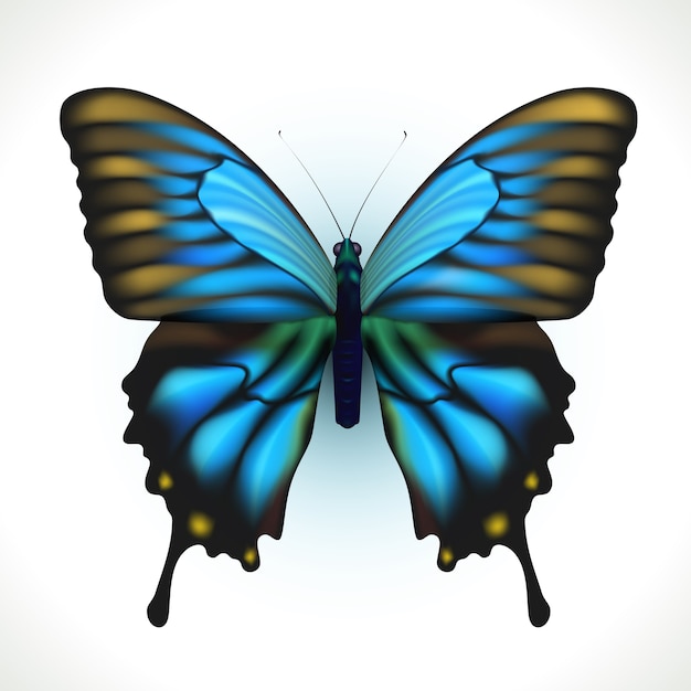 Realistic Bright Butterfly Isolated