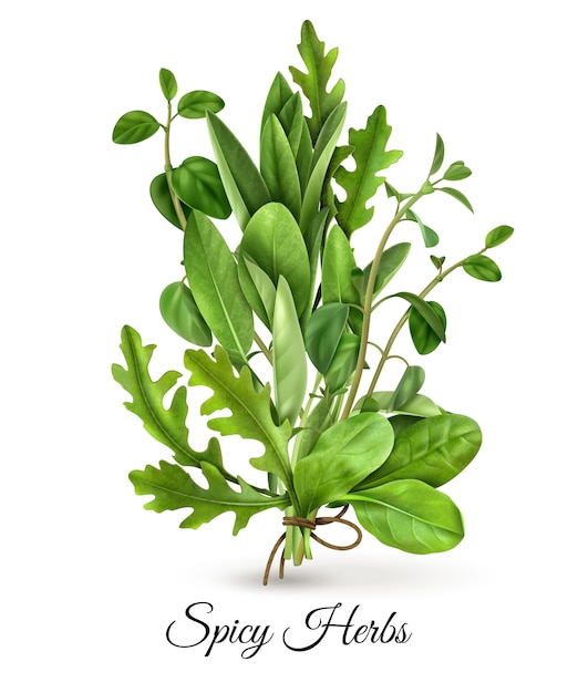 Realistic bunch of fresh green leafy vegetables spicy herbs with arugula spinach thyme white 