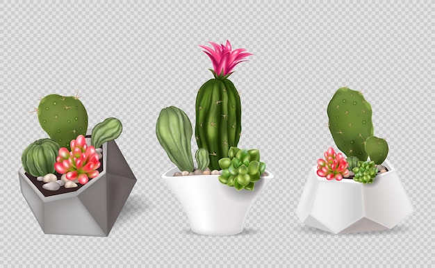 Set di composizioni di cactus realistico con viste isolate di vasi con piante domestiche su sfondo trasparente illustrazione vettoriale