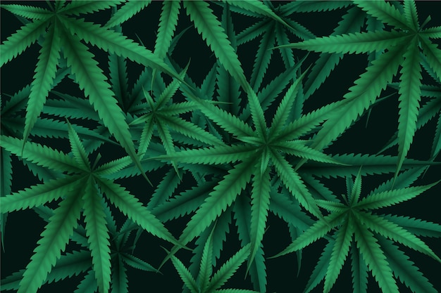 Realistic cannabis leaf background