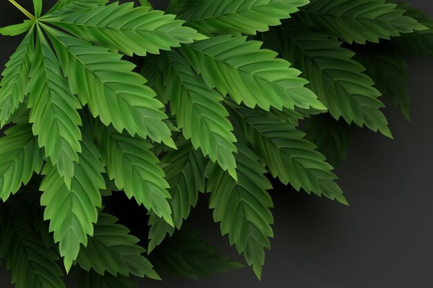 Realistic cannabis leaves background