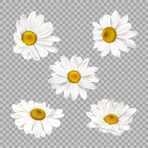 Realistic chamomile flowers set