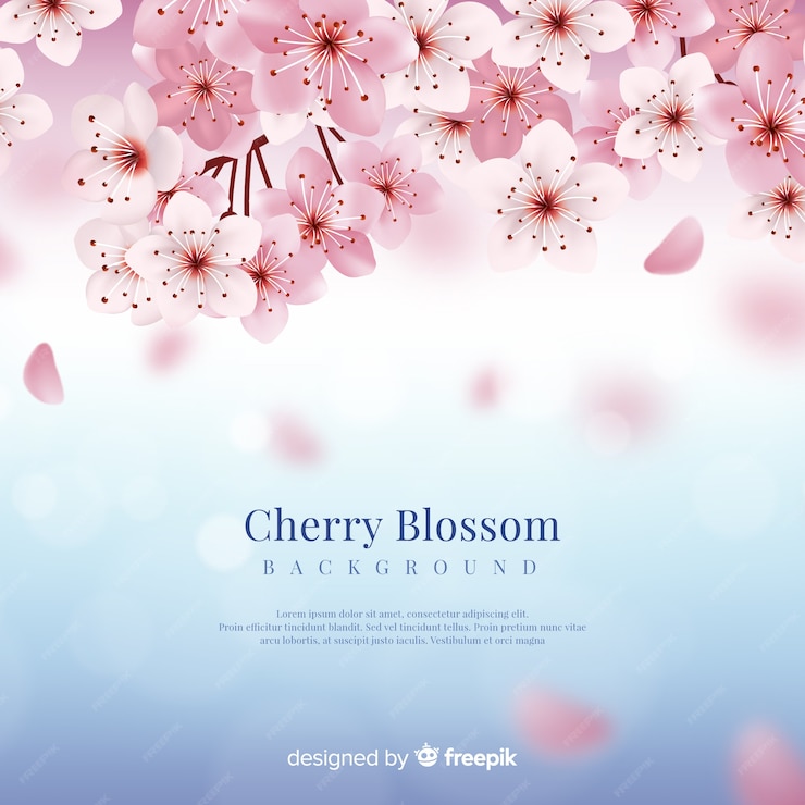  Realistic cherry blossom background Premium Vector