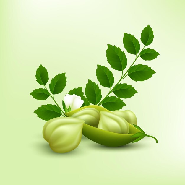 Free vector realistic chickpea beans illustrated