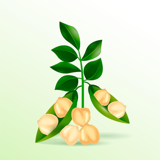 Free vector realistic chickpea beans illustration