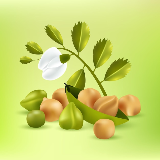 Free vector realistic chickpea beans illustration