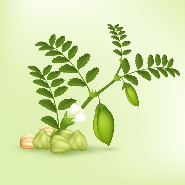 Realistic chickpea beans with leaves