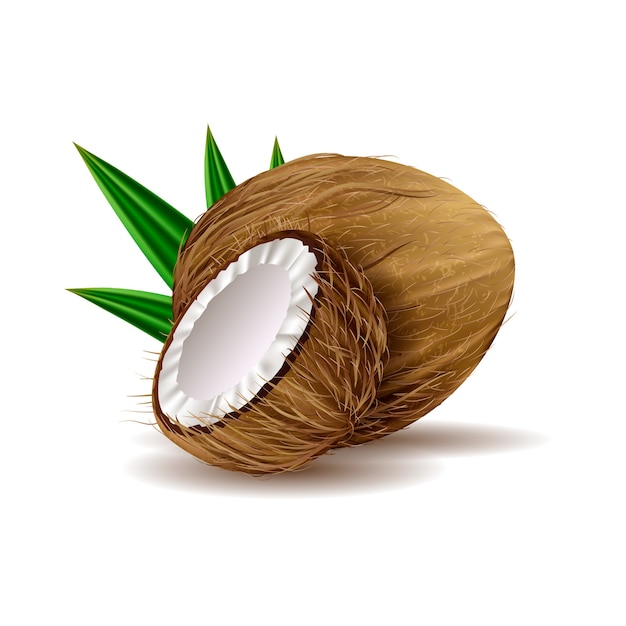 Realistic coconut illustration