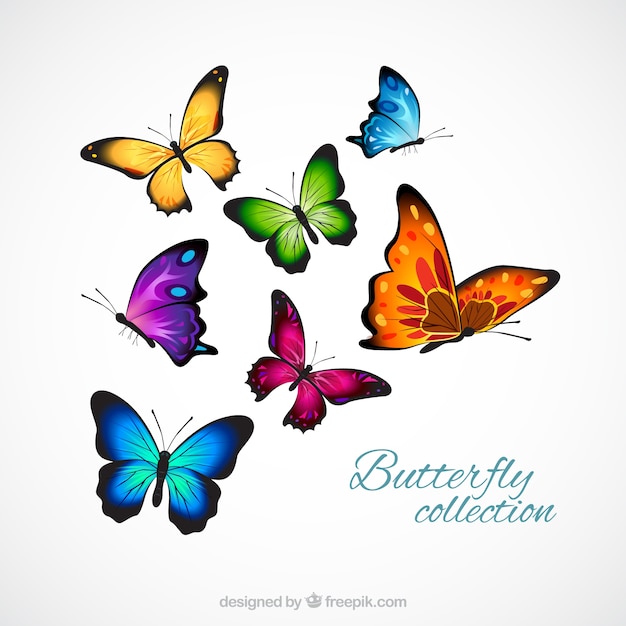 Realistic and colorful butterflies Premium Vector