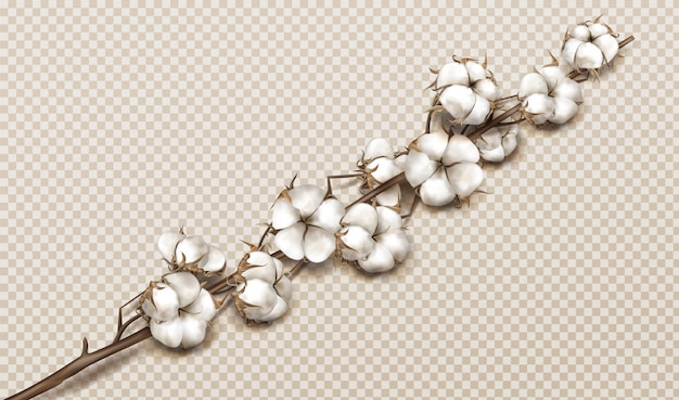 Free vector realistic cotton branch with flowers and stem