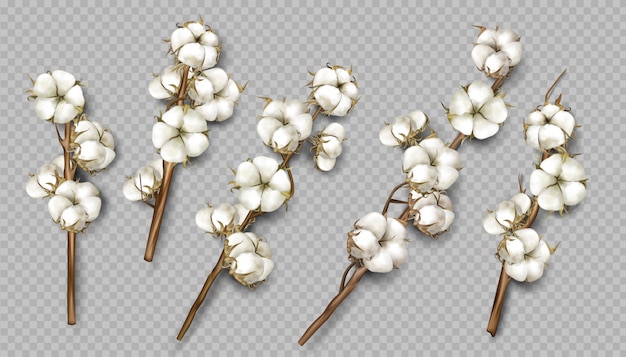 Free vector realistic cotton branches with flowers and stems