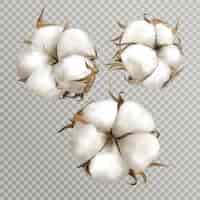 Free vector realistic cotton flowers ripe opened boll seed