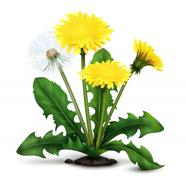 Free vector realistic dandelion illustration