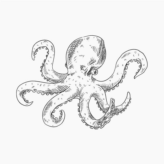 Realistic design octopus