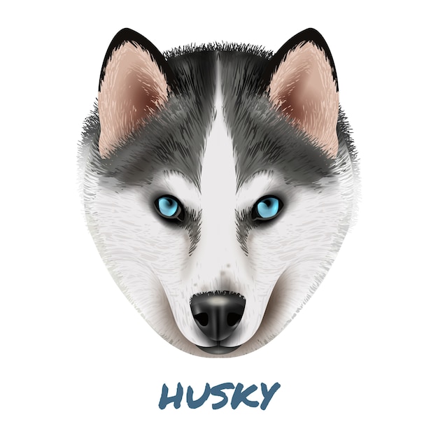 Realistic dog husky portrait illustration