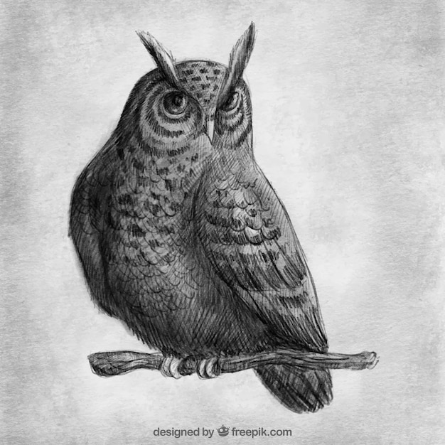 Realistic drawing of owl on a branch