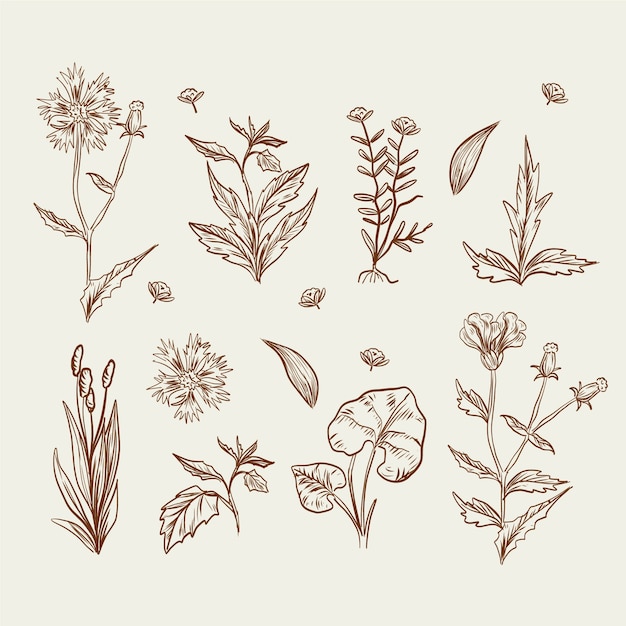 Free vector realistic drawing with wild flowers and herbs