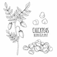 Free vector realistic drawn chickpea beans