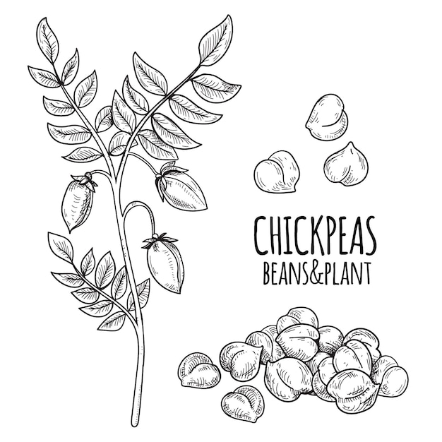 Realistic drawn chickpea beans
