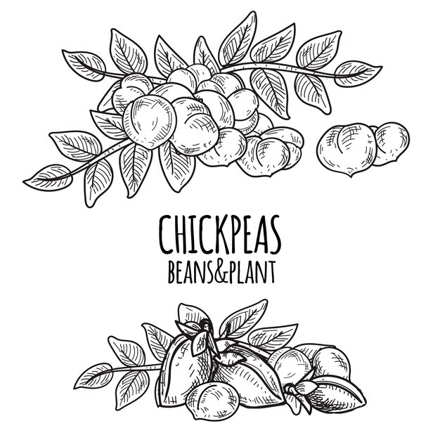 Realistic drawn chickpea beans