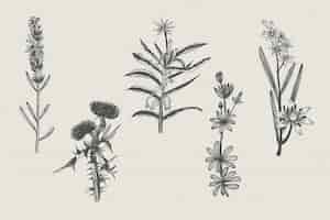 Free vector realistic drawn herbs & wild flowers