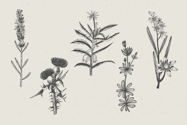 Realistic drawn herbs & wild flowers