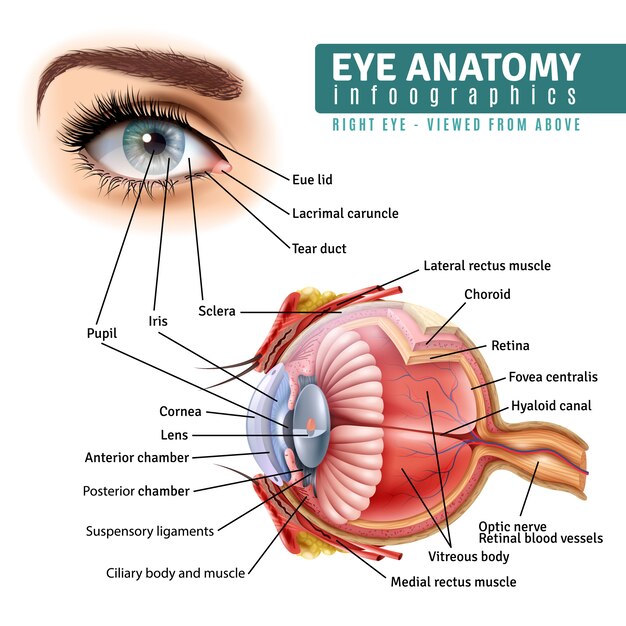 Best Eyeball Side View Royalty-Free Images, Stock Photos & Pictures