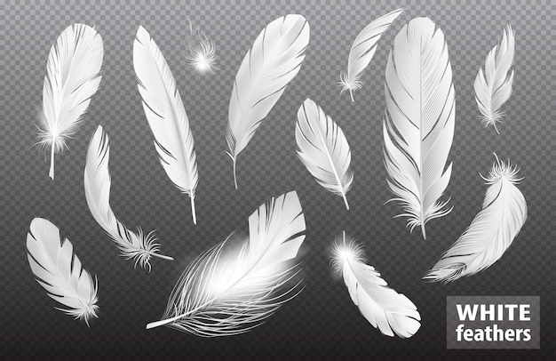 Бесплатное векторное изображение Прозрачный набор реалистичных перьев с изолированными изображениями пушистых птичьих перьев, чистых и блестящих с текстовой векторной иллюстрацией