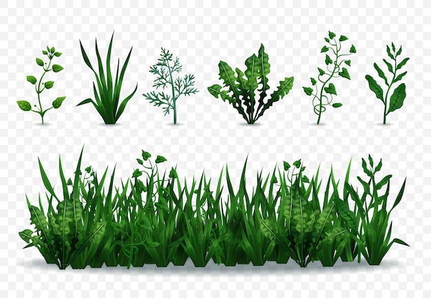 透明な背景イラストで隔離のリアルな新鮮な緑の草や植物