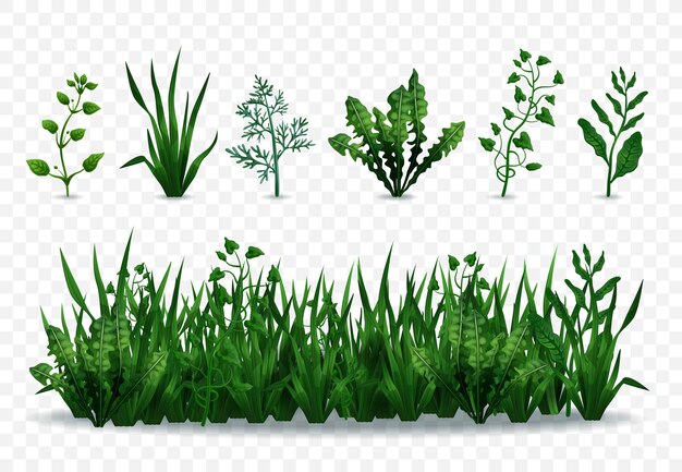 Realistic fresh green grasses and plants isolated on transparent background illustration