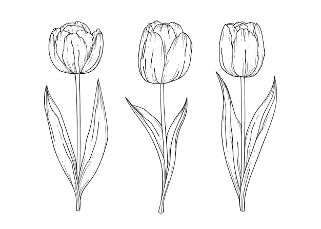 Illustrazione realistica delle foglie d'oro