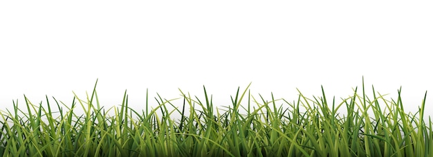 Realistic grass background