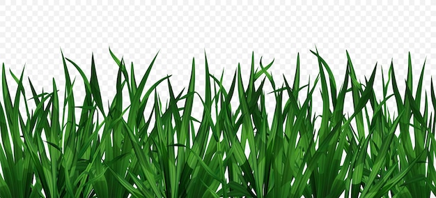 Realistic green grass