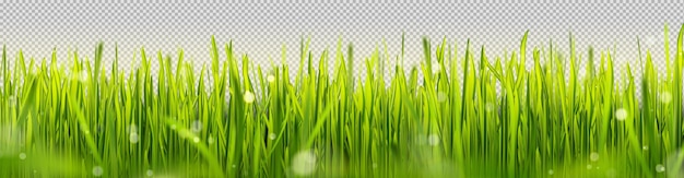 Free vector realistic green lawn grass border with sun light