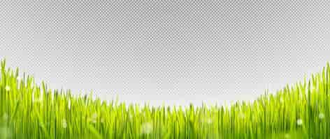 Free vector realistic green lawn grass border with sun light