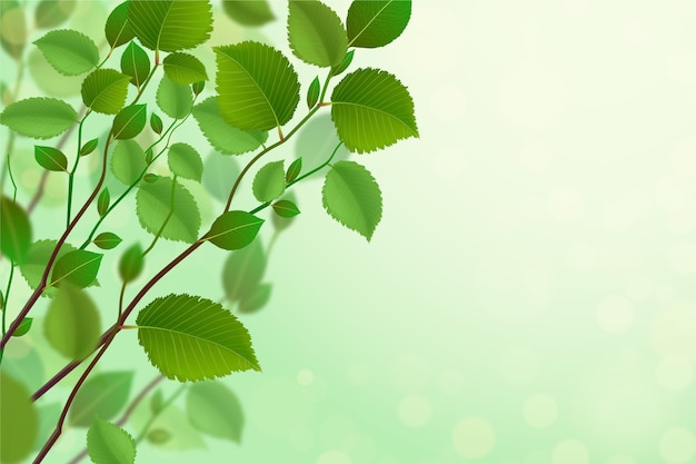 Free vector realistic green leaves background