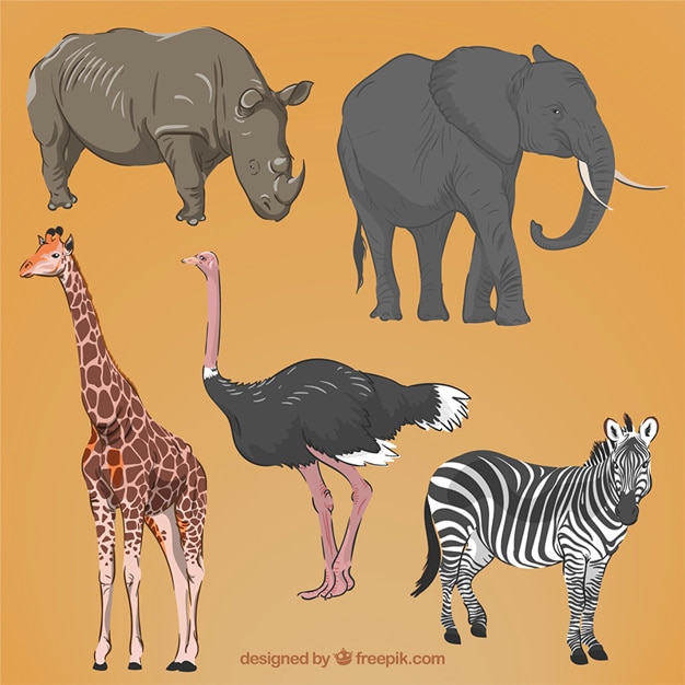 Free vector realistic hand drawn african animals