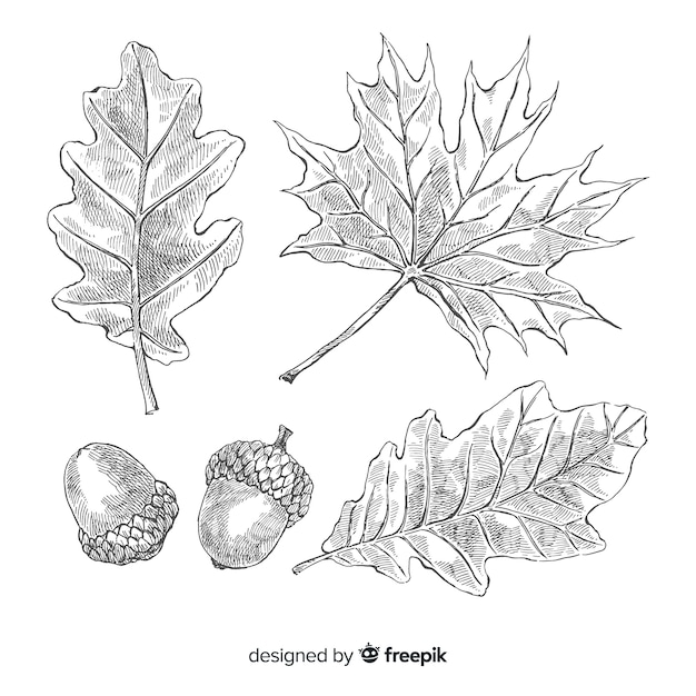 Raccolta disegnata a mano realistica delle foglie di autunno