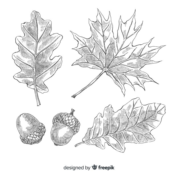 Реалистичные рисованной осенние листья коллекции
