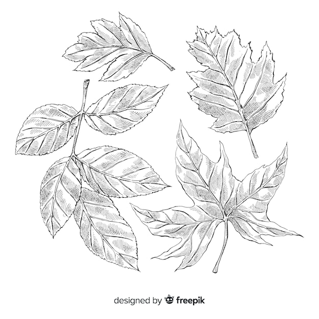 Free vector realistic hand drawn autumn leaves collection