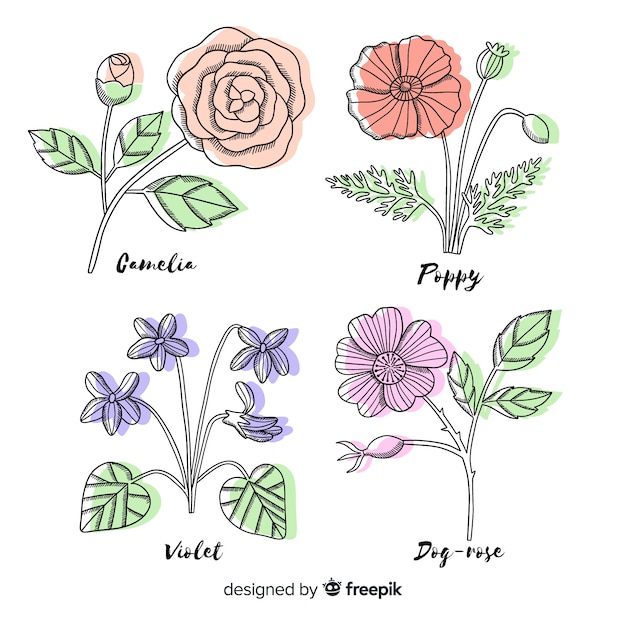 Realistic hand drawn botanical flowers collection with leaves