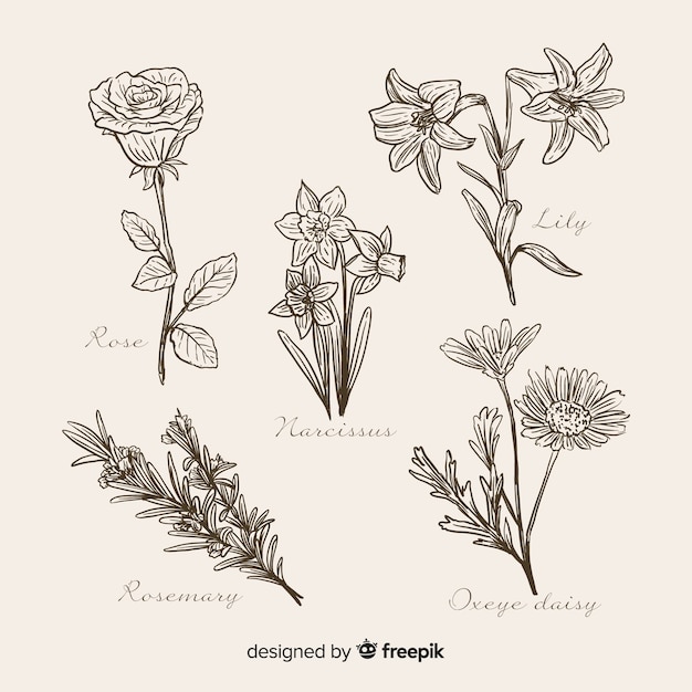 Realistic hand drawn botanical flowers collection