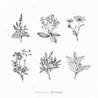 Free vector realistic hand drawn botanical flowers collection