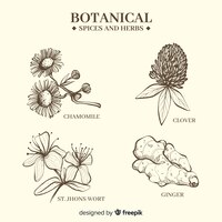realistic hand drawn botanical spices and herbs
