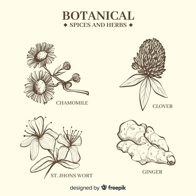 リアルな手描きの植物性スパイスとハーブ