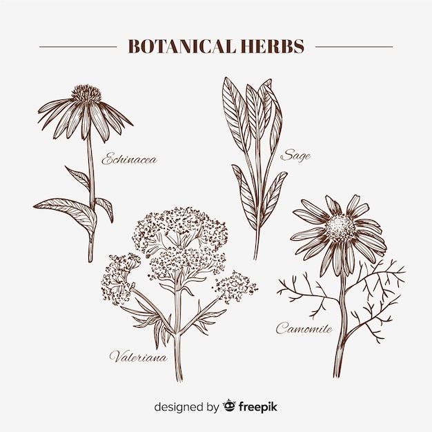 Realistic hand drawn botanical spices and herbs